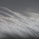 Illustration for article titled Owl Wings Are Helping Silence Airplanes, Fans, and Wind Turbines
